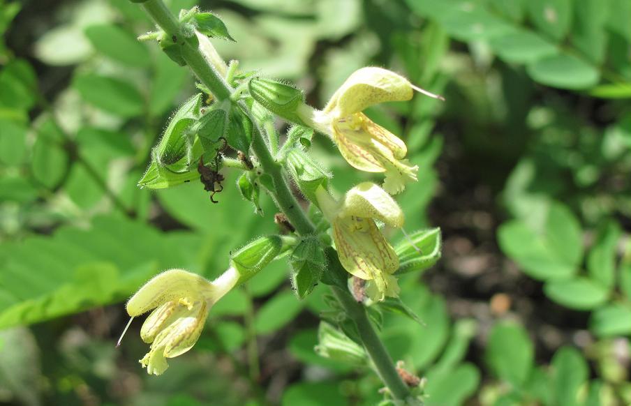 Salvia glutinosa?